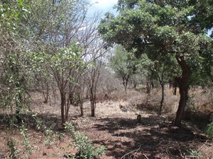 1864 m² Land available in Gravelotte