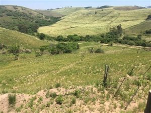 100 ha Farm in Scottburgh South