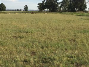 1908 m² Farm in Daggafontein
