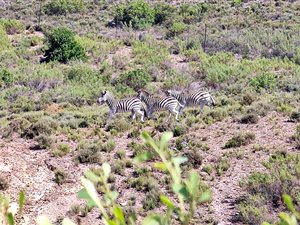 269 ha Farm in Swellendam