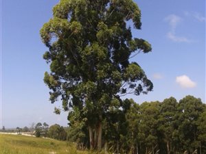 1008 m² Land available in Pacaltsdorp