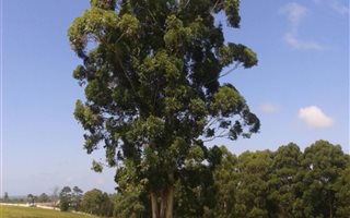 1008 m² Land available in Pacaltsdorp