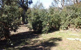 1 ha Farm in Firlands