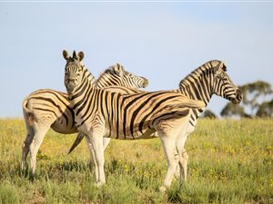 208 ha Farm in Tulbagh