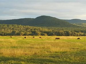 576 ha Farm in Grahamstown