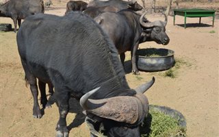 566 ha Farm in Vaalwater