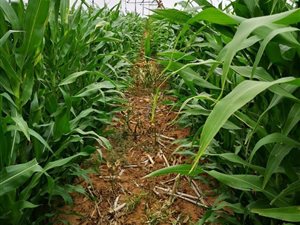 108 ha Farm in Theunissen