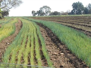 8.5 ha Farm with House in Sterkfontein and surrounds