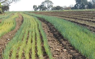 8.5 ha Farm with House in Sterkfontein and surrounds