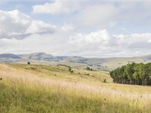 1 ha Land available in Dullstroom
