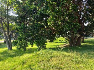 1312 m² Land available in Woodgrange