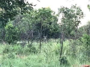 800 ha Farm in Buffelspoort
