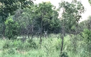 800 ha Farm in Buffelspoort