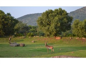 800 ha Farm in Buffelspoort