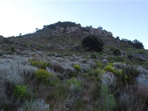 1 ha Farm in Wolseley