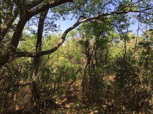 1 ha Land available in Mooikloof Equestrian Estate