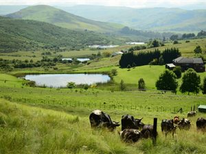 20 ha Smallholding in Kokstad