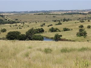 25.9 ha Land available in Lindley