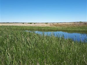 1200 ha Farm in Brandfort