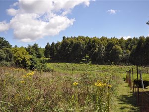 2033 m² Land available in Hilton