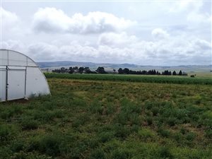 8.5 ha Farm in Rensburg