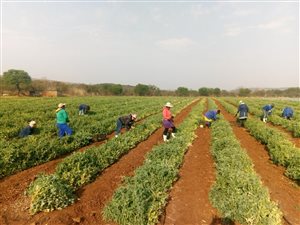 49 ha Farm in Hartbeespoort Dam