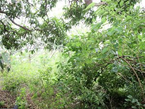 1.5 ha Land available in Isipingo Rail