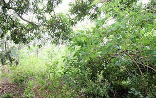 1.5 ha Land available in Isipingo Rail