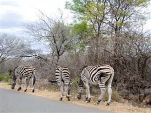 1650 m² Land available in Marloth Park