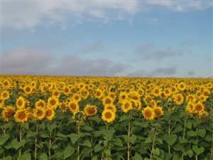 955 ha Farm in Reitz