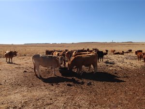 285 ha Farm in Klerksdorp