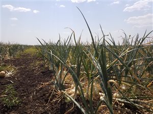 208 ha Farm in Bela-Bela (Warmbaths)