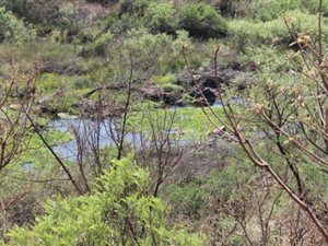 1000 m² Land available in Presidentsrus