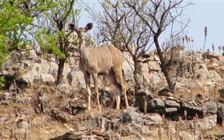 105 ha Farm in Sterkfontein and surrounds
