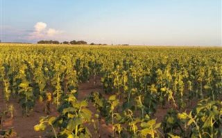 250 ha Farm in Delareyville