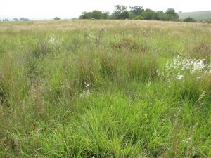 5 ha Land available in Mooiplaats AH