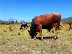 16 ha Farm in McGregor