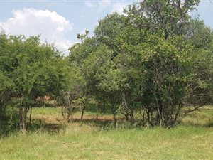 1137 m² Land available in Koro Creek Golf Estate