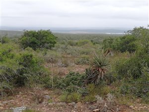 1.1 ha Farm in Addo