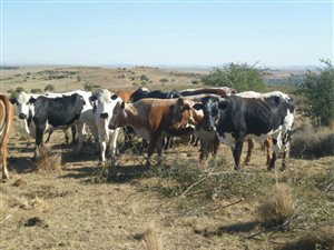 483.4 ha Farm in Senekal