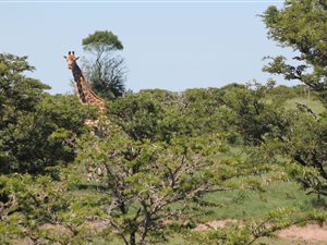 2024 m² Land available in Langholm