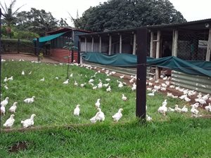 4 ha Farm in Byrne Valley