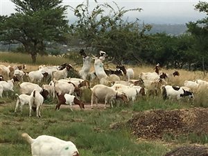 45 ha Farm in New Hanover