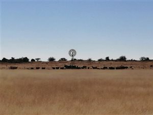 1177.8 ha Farm in Boshof