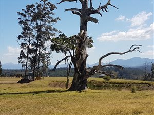 32 ha Farm in Knysna Central
