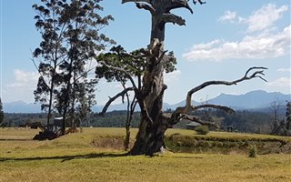 32 ha Farm in Knysna Central