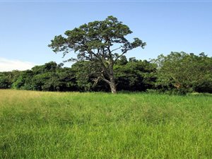 960 m² Land available in Mhlathuze