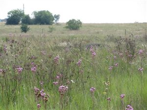 5 ha Land available in Mooiplaats AH