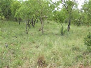 1305 m² Land available in Kranspoort