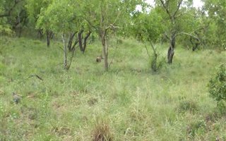 1305 m² Land available in Kranspoort